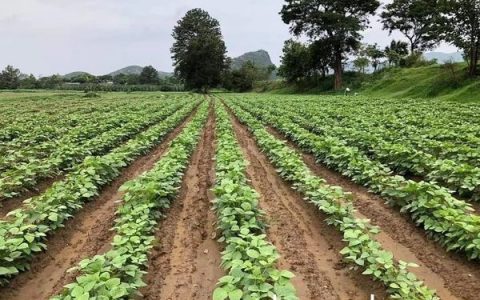 实皆省两地区的冬作物种植情况