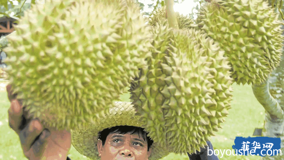 菲律宾榴莲热销中国，最大产地达沃竟然“断货”！！！然而... ...